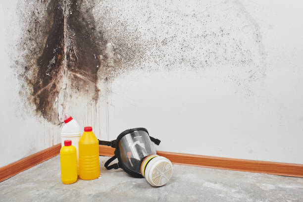 Best Mold Removal Process  in Bellemont, AZ