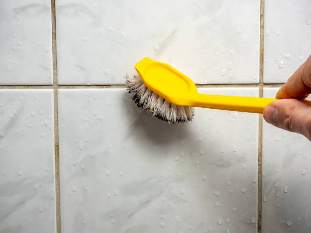 Professional Mold Removal in Bellemont, AZ