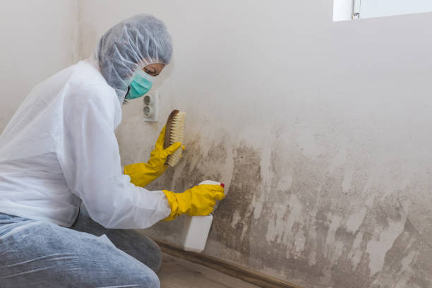 Best Attic Mold Removal  in Bellemont, AZ